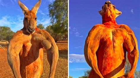 kangaroo biceps